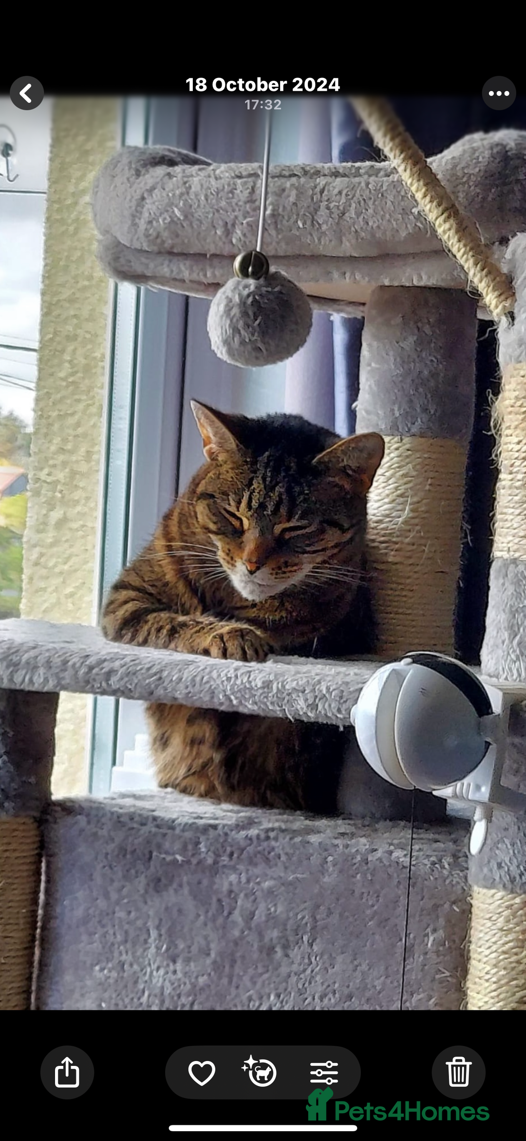 Mixed Breed cats for sale: Female tabby cat  - Image 1