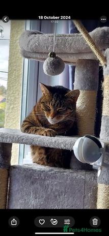 Mixed Breed cats - Advert 5