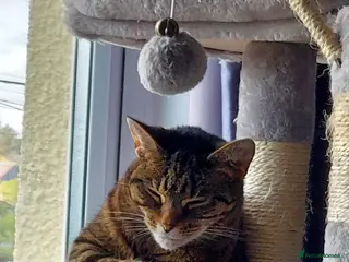 Mixed Breed cats Female tabby cat - Advert 12