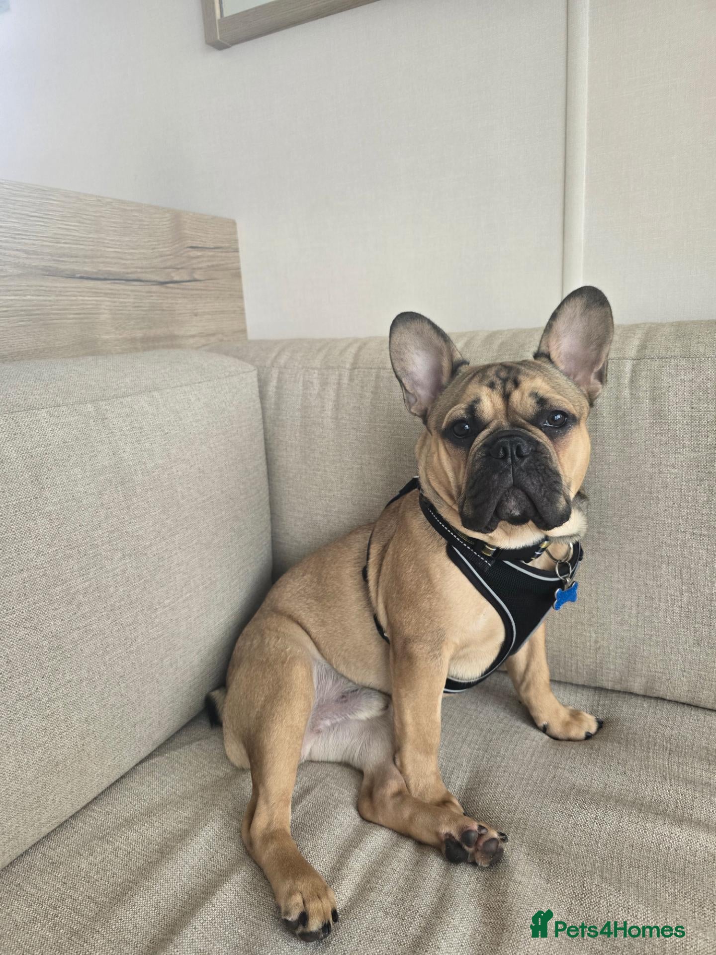 French Bulldog dogs 7-Month-Old Male French Bulldog - Advert 1