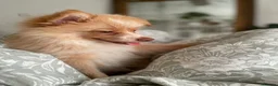 Pomeranian dogs for sale: 🐾 Beautiful Home-Raised Pomeranian Puppies   - Advert 24