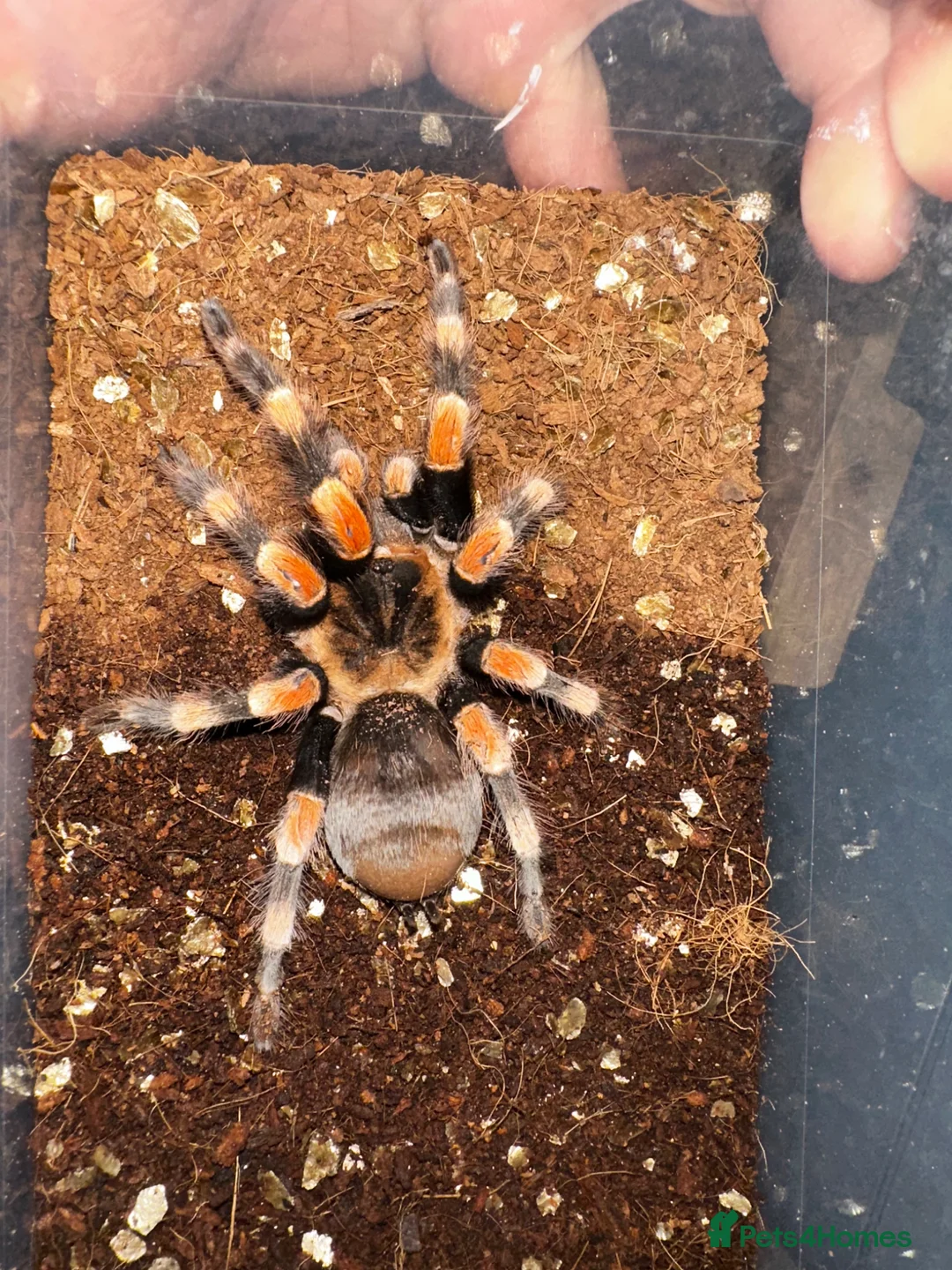 Tarantulas invertebrates for sale: Spiders lot for sale  - Advert 3