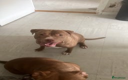 Mixed Breed dogs for sale: Mastiff cross  - Image 2