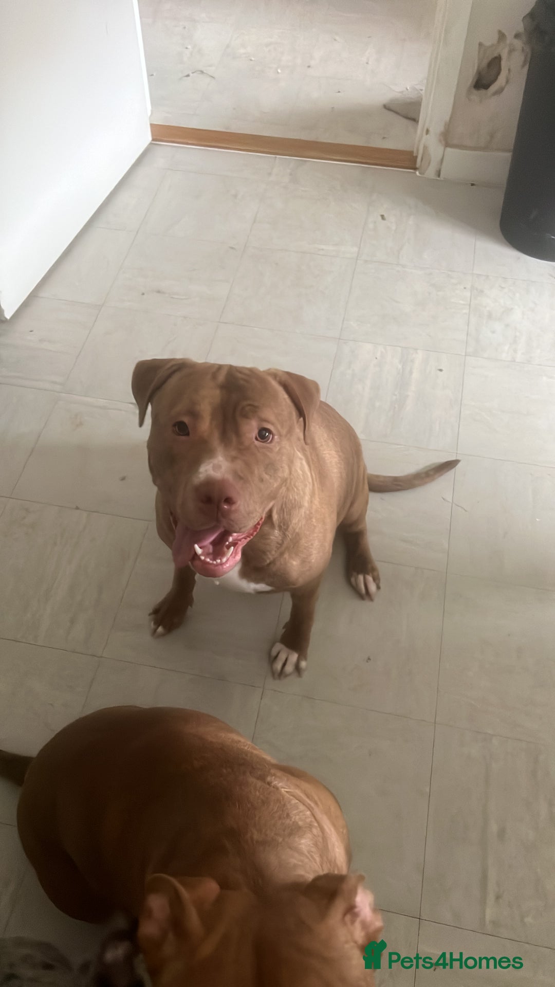 Mixed Breed dogs for sale: Mastiff cross  - Image 2