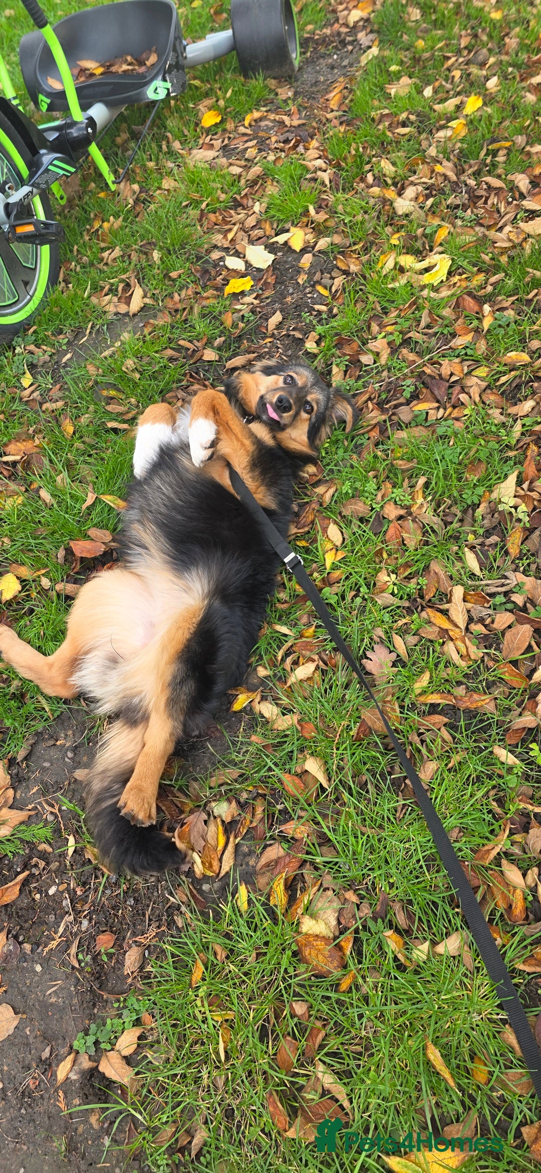 Mixed Breed dogs for sale: Huntaway x Border Collie pup  - Advert 4