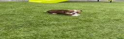 Jack Russell dogs for sale: 7 beautiful jack Russel puppies for sale - Advert 14