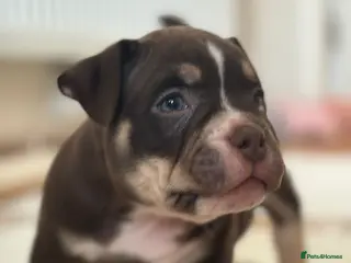 American Bully dogs 🌟 last 2 price drop 🌟 Pocket bully pups 😍🐶🏆 - Advert 9