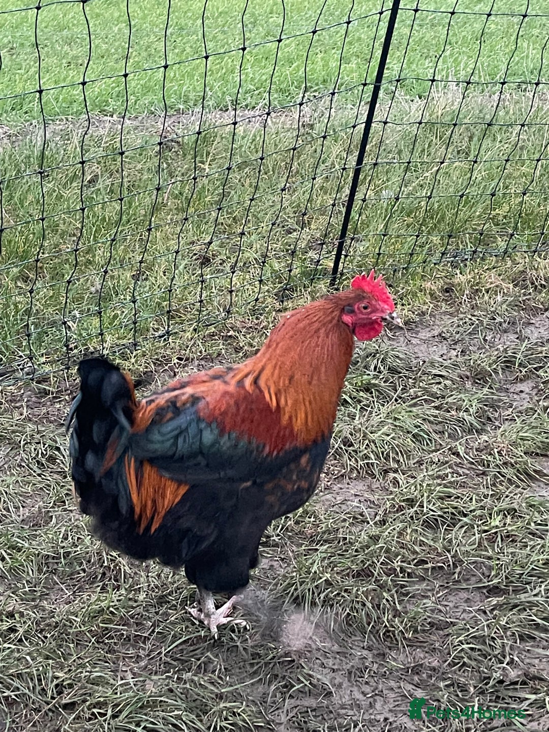 Chickens poultry for sale: Mixture of hens and cockerels - Advert 13