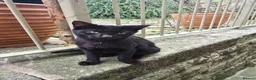 Mixed Breed cats for sale: Black barn cat - cute boy in Skipton - Advert 3