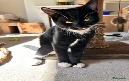 Mixed Breed cats for sale: Amiable bengal&tabby mix kittens: price reduced - Image 2