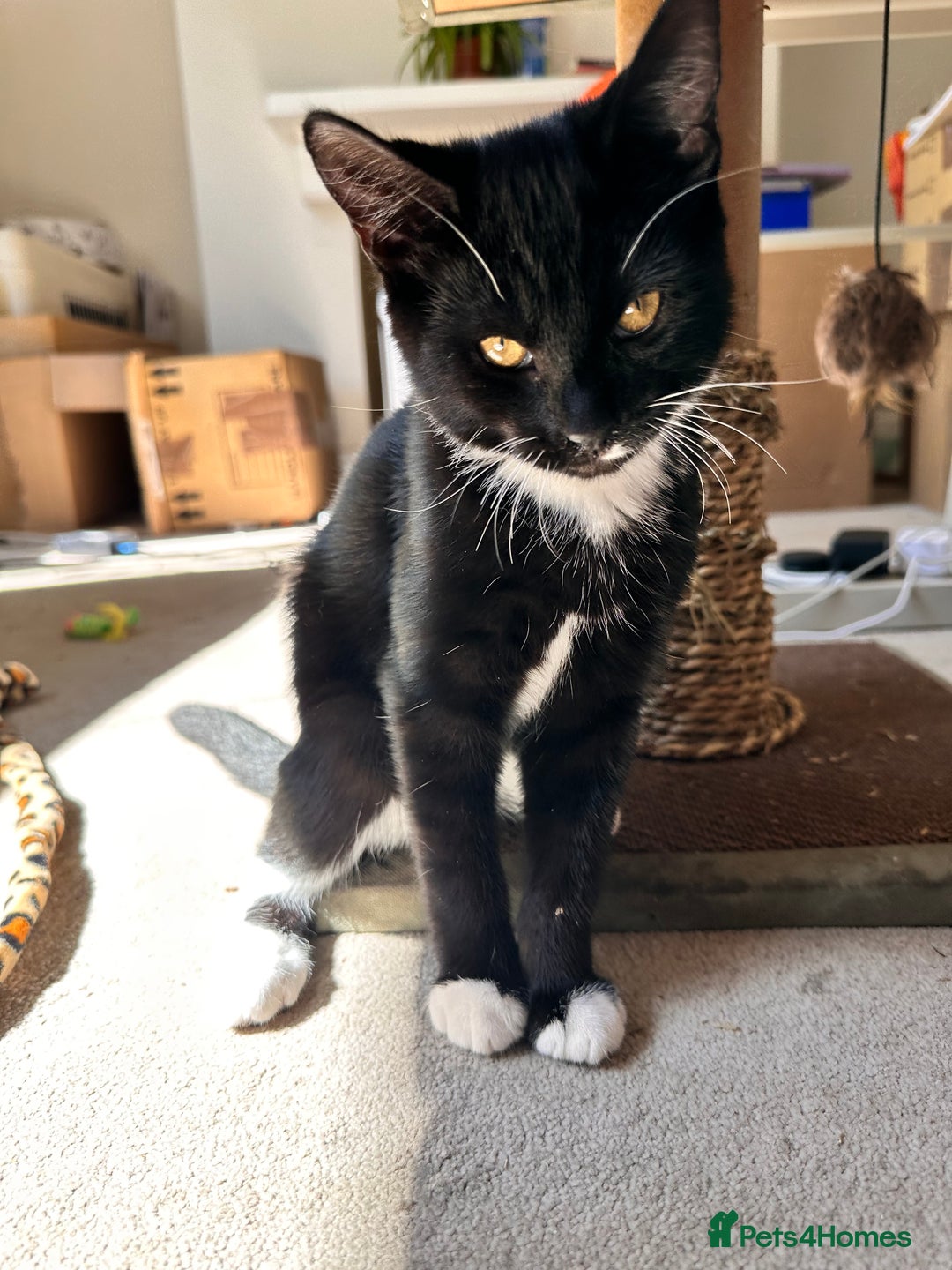 Mixed Breed cats for sale: Amiable bengal&tabby mix kittens: price reduced - Image 2