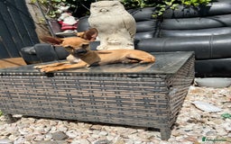 Chihuahua dogs for sale: Short hair white chihuahua & deer head chihuahua  - Image 4