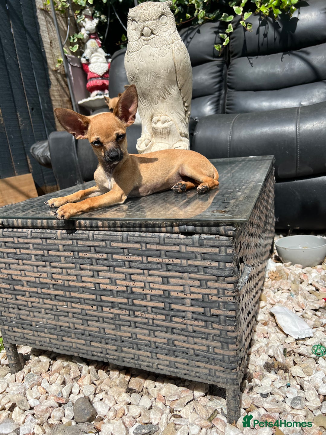 Chihuahua dogs for sale: Short hair white chihuahua & deer head chihuahua  - Image 4