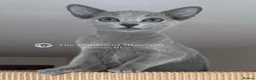 Russian Blue cats for sale: Two Beautiful Pedigree Russian Blue Girls - Advert 6