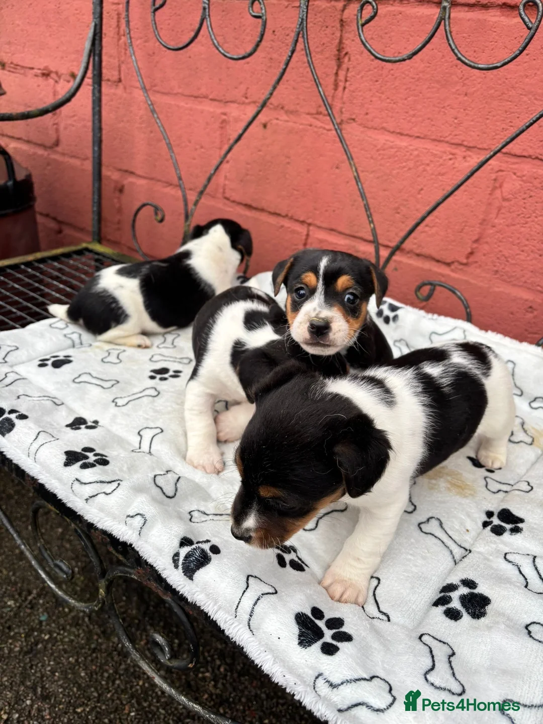 Jack Russell dogs for sale: Jack Russel puppies - Advert 3