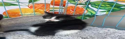 Mixed Breed cats for sale: 3 ragdoll cross domestic kittens  - Advert 5