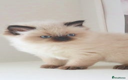 Ragdoll cats for sale: INDOOR FULL PEDIGREE RAGDOLL KITTENS - Image 8