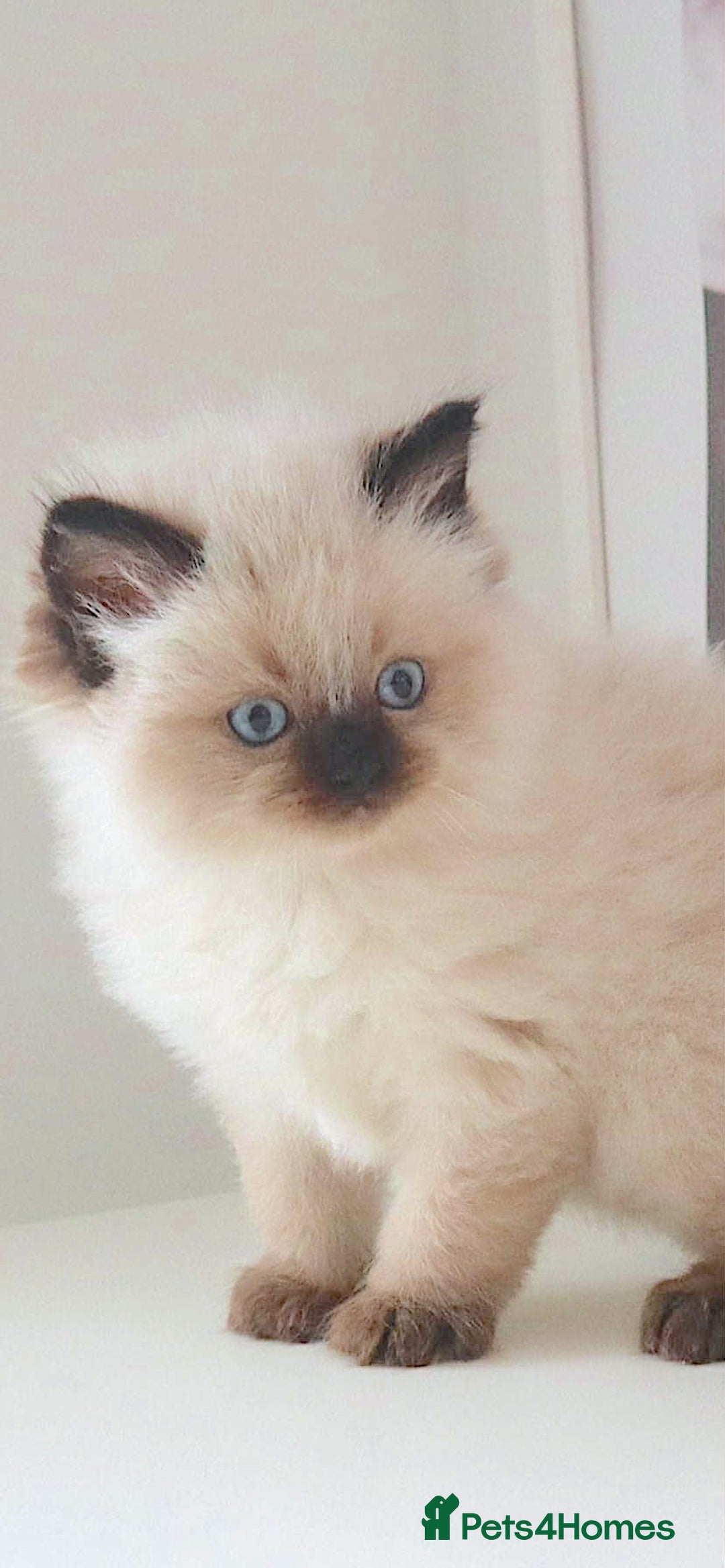 Ragdoll cats for sale: INDOOR FULL PEDIGREE RAGDOLL KITTENS - Image 8