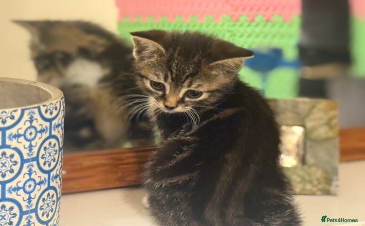 Mixed Breed cats - Advert 1