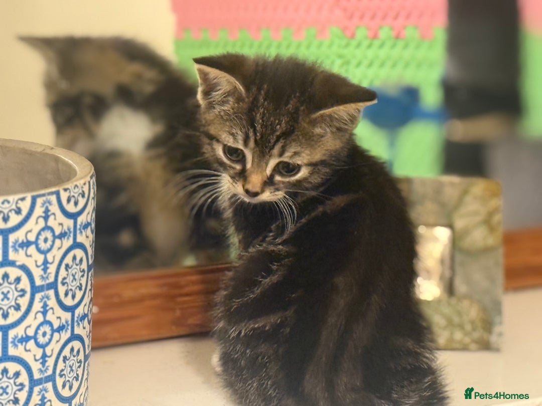 Mixed Breed cats for sale: Ready Now- Black and Tabby kittens, super friendly - Image 1