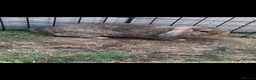 Mixed Breed rabbits for sale: Gorgeous bunnies for sale - Advert 7