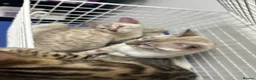 Bengal cats for sale: Supper friendly TICA registered kittens  - Advert 23