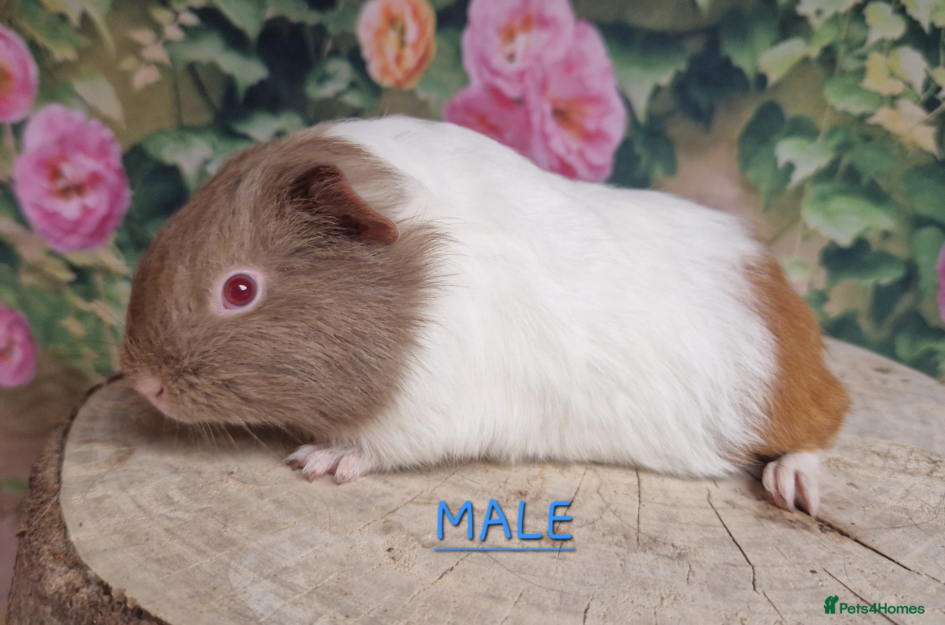 Guinea Pig rodents Mixed Guinea pigs available - Advert 3