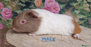 Guinea Pig rodents - Advert 9