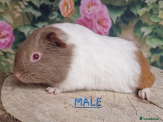 Guinea Pig rodents Mixed Guinea pigs available - Advert 2
