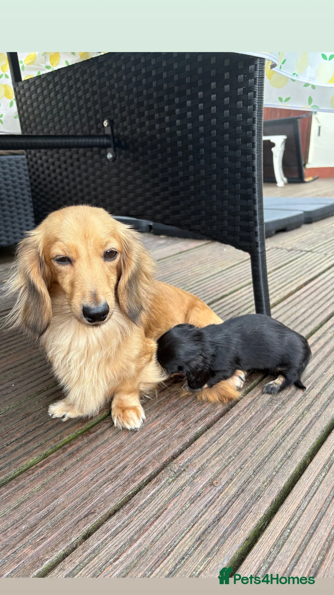 Miniature Dachshund dogs for sale:  KC Reg PRA Clear Mini Long Haired Dachshund Pups in Torquay - Advert 19