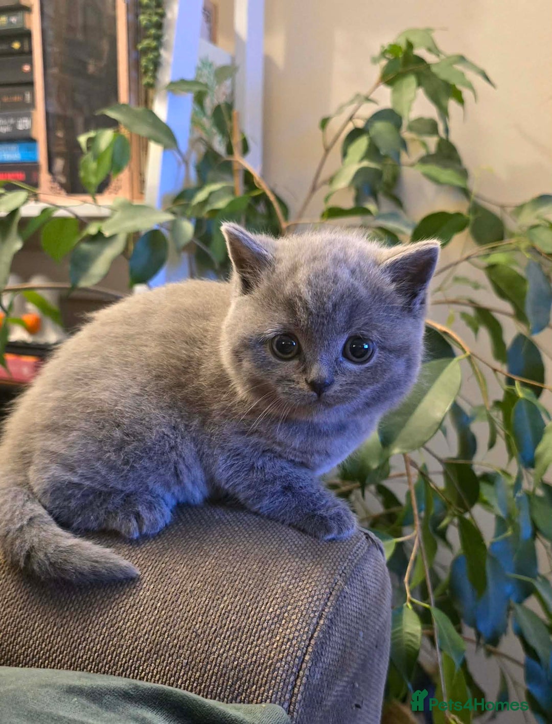 British Shorthair cats for sale: British Shorthair girl kitten - Advert 2