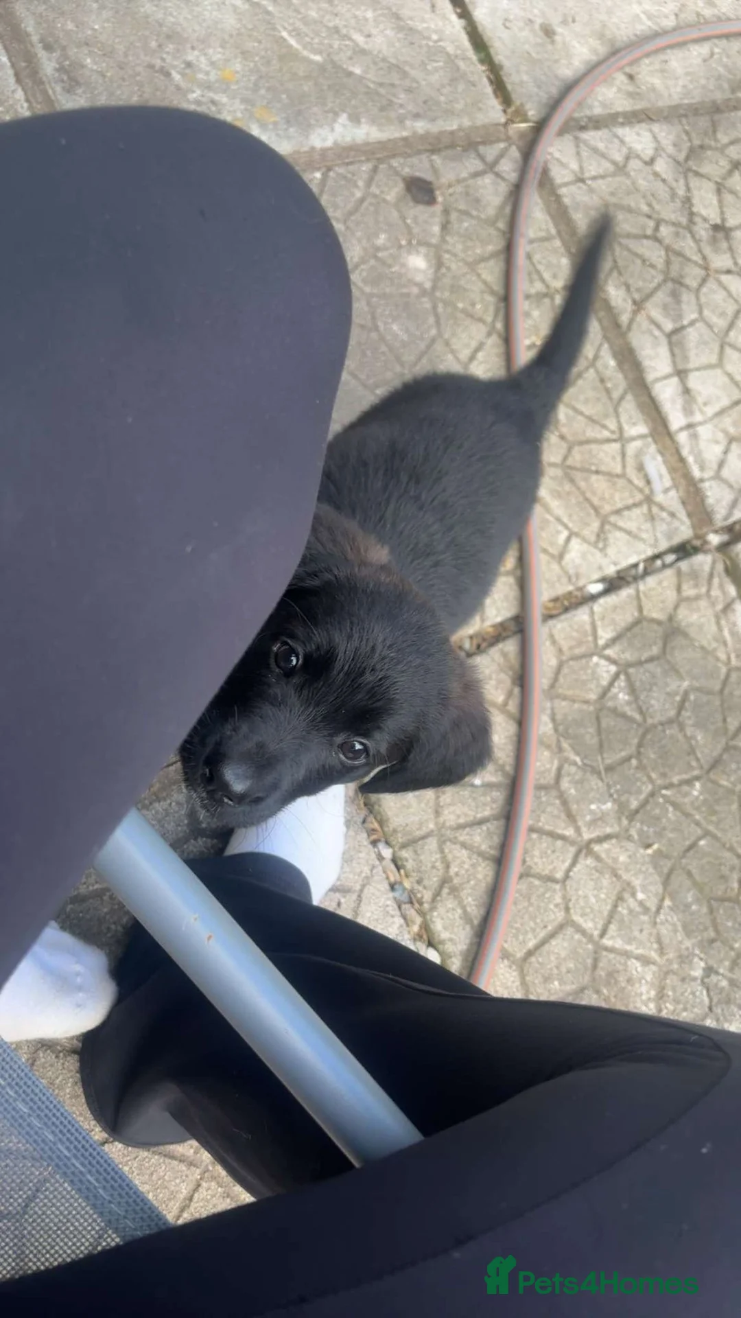Mixed Breed dogs for sale: Beautiful little girl  - Advert 2