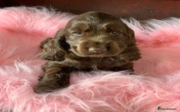Cocker Spaniel dogs for sale: 5* LICENSED KC SHOW H/TESTED PUPPIES  - Image 5