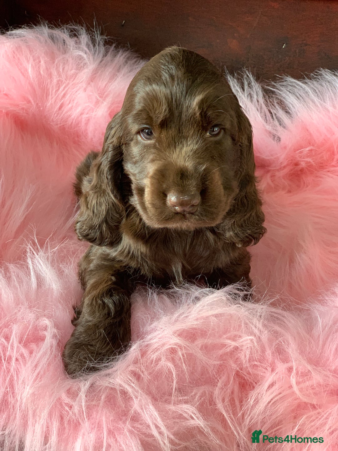Cocker Spaniel dogs for sale: 5* LICENSED KC SHOW H/TESTED PUPPIES  - Image 5