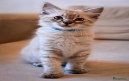 Ragdoll cats for sale: 6 Beautiful Ragdoll x Bengal kittens - Image 12