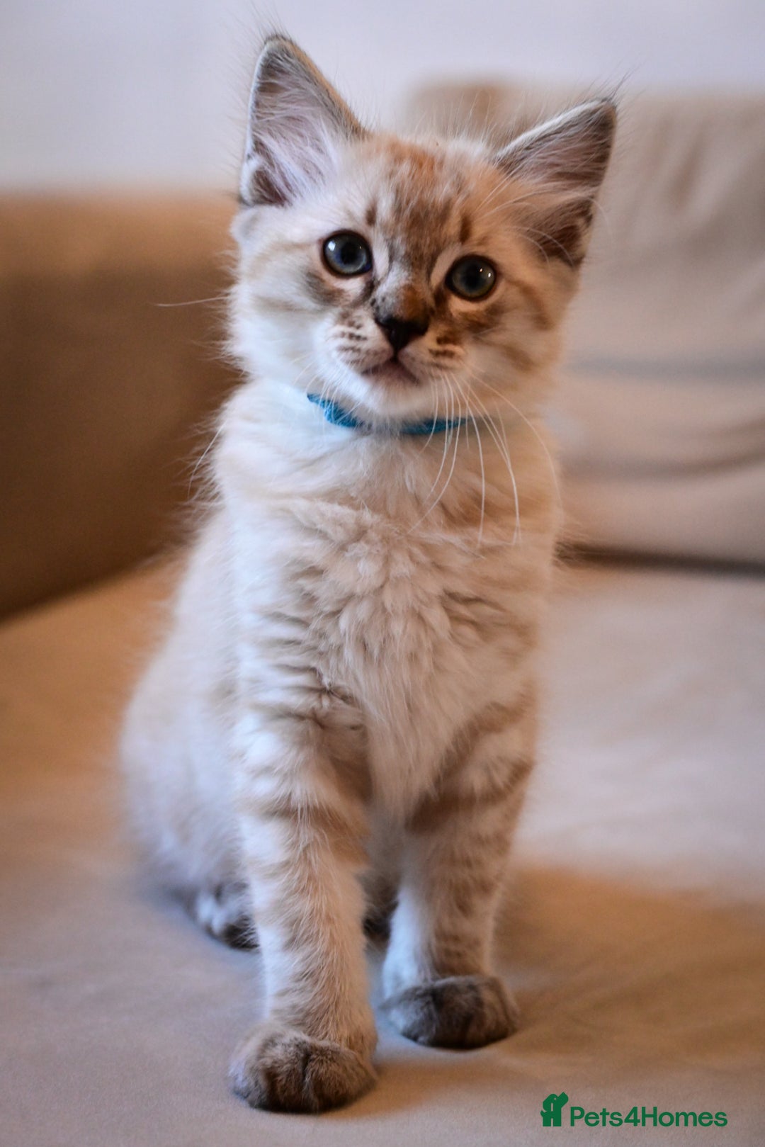 Ragdoll cats for sale: 6 Beautiful Ragdoll x Bengal kittens - Image 12