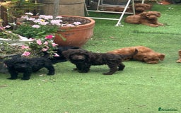Cockapoo dogs for sale: Beautiful miniature Teddybear Cockapoo  puppies  - Image 34