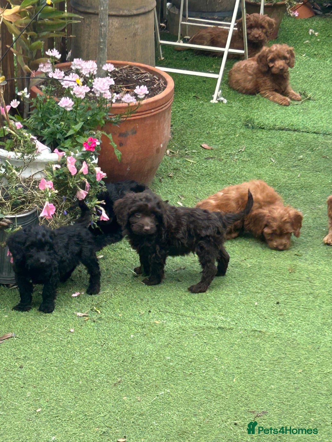 Cockapoo dogs for sale: Beautiful miniature Teddybear Cockapoo  puppies  - Image 34