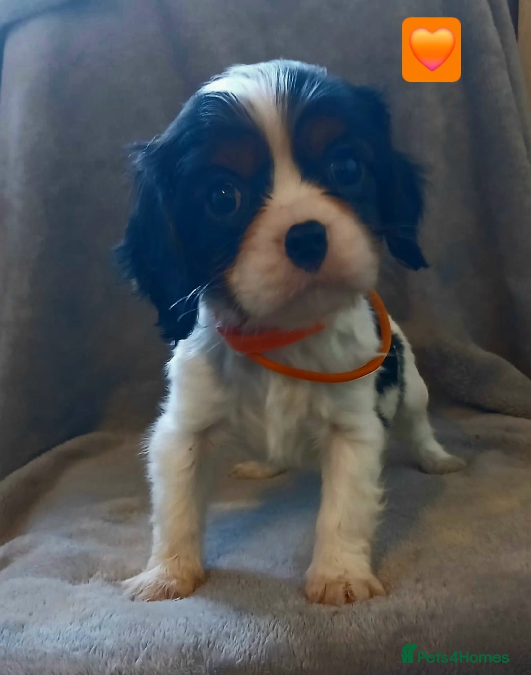 Cavalier King Charles Spaniel dogs for sale: Health tested Cavalier King Charles  - Advert 9