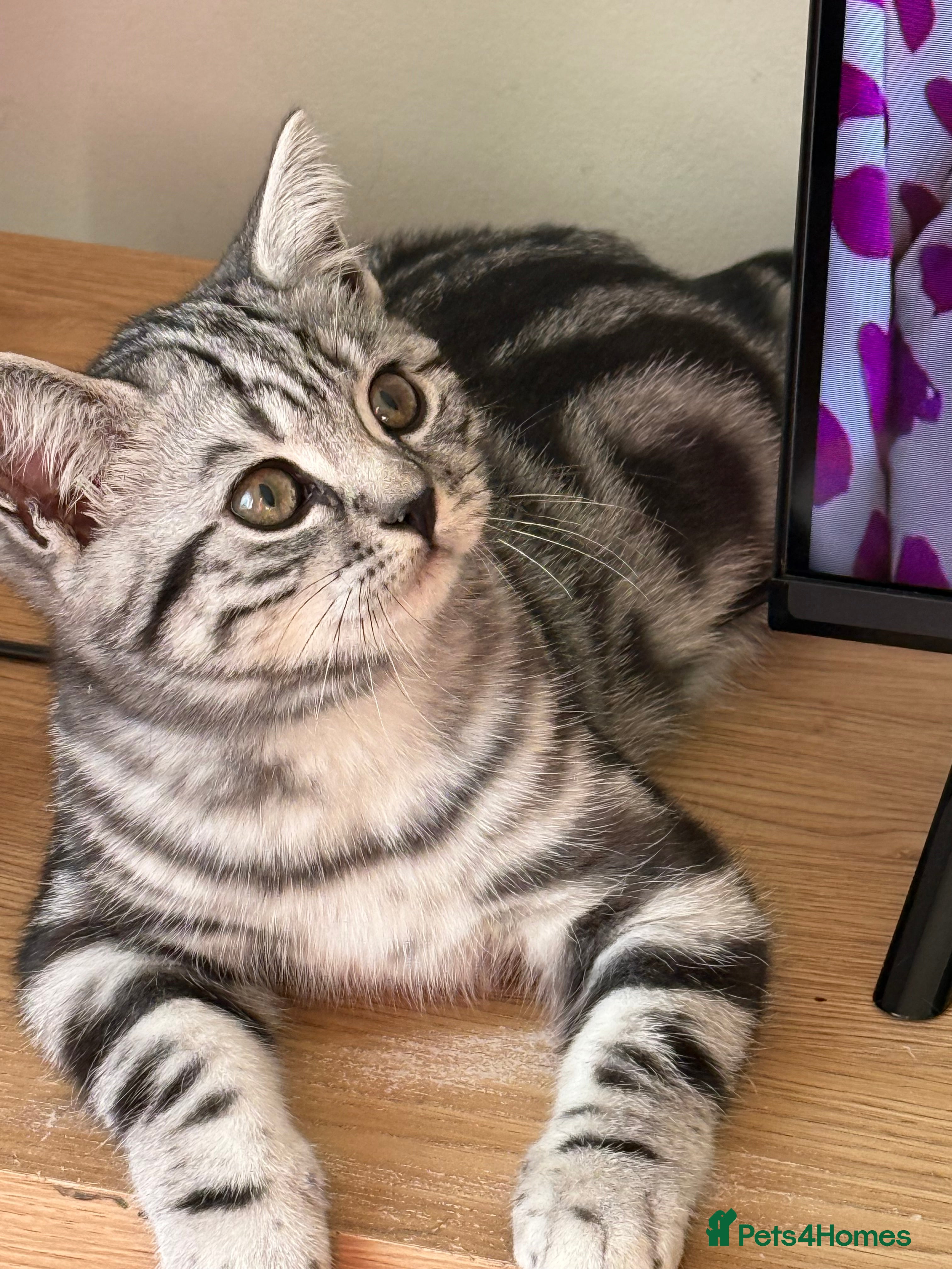 British Shorthair cats Two stunning loving black silver tabby BSH females - Advert 6