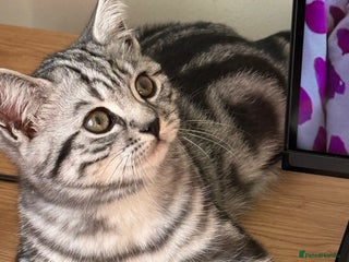 British Shorthair cats Two stunning loving black silver tabby BSH females - Advert 1