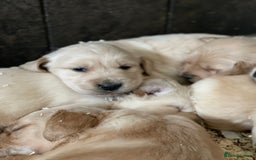 Golden Retriever dogs for sale: Beautiful litter of KC reg Golden Retriever pups  - Image 6