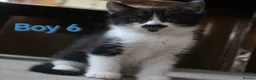 Mixed Breed cats for sale: 💛 kittens 💛 - Advert 6