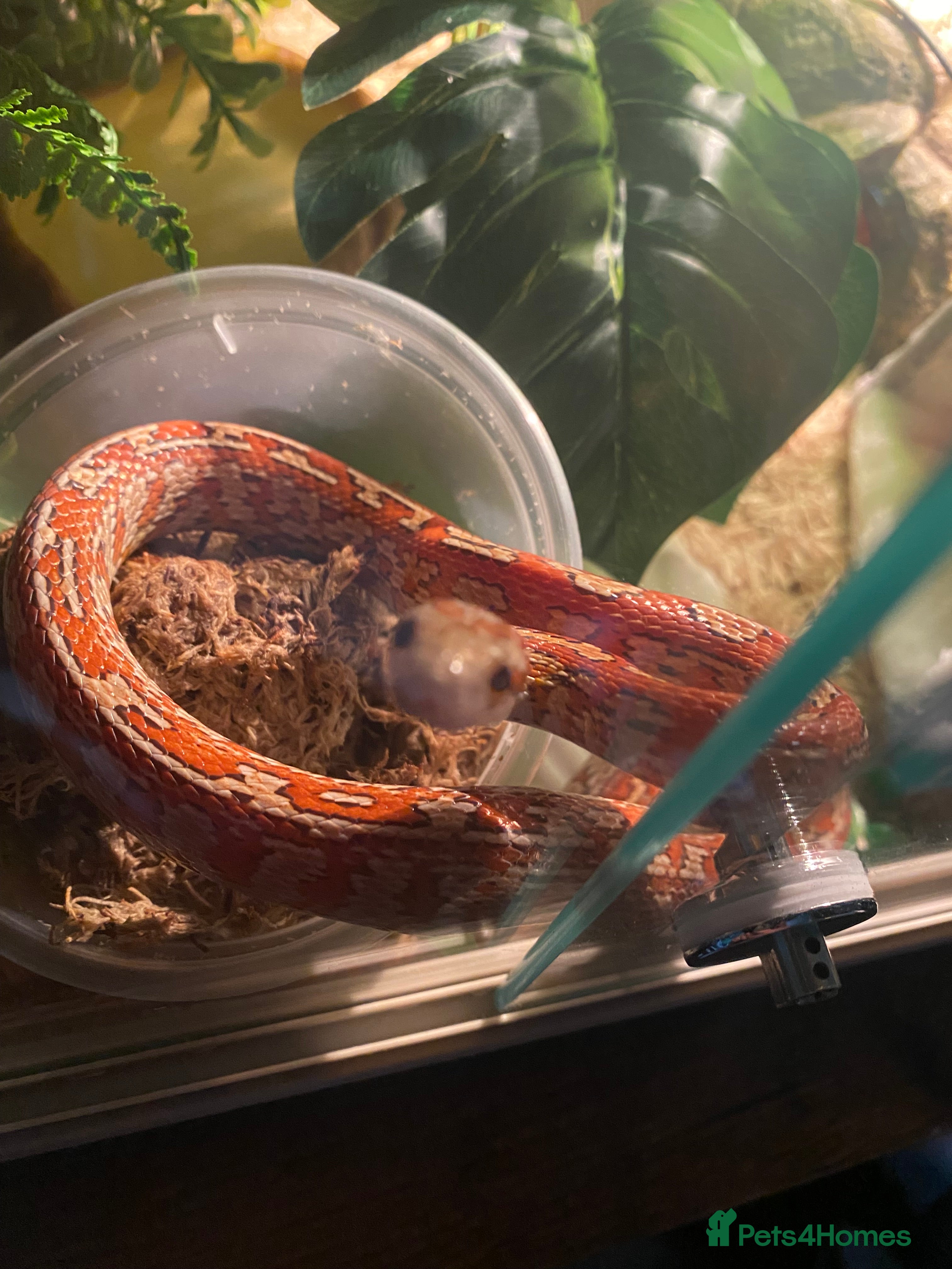 Corn Snake reptiles Corn snake and tank - Advert 1