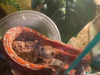 Corn Snake reptiles Corn snake and tank - Advert 1