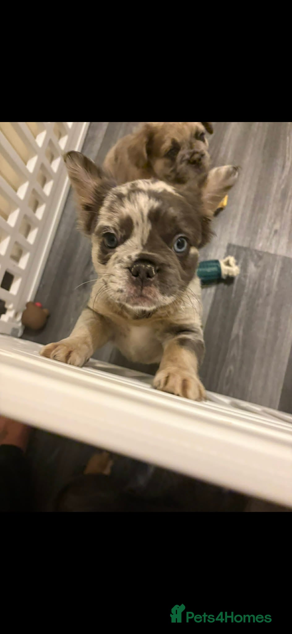 French Bulldog dogs Female fluffy frenchie  - Advert 14