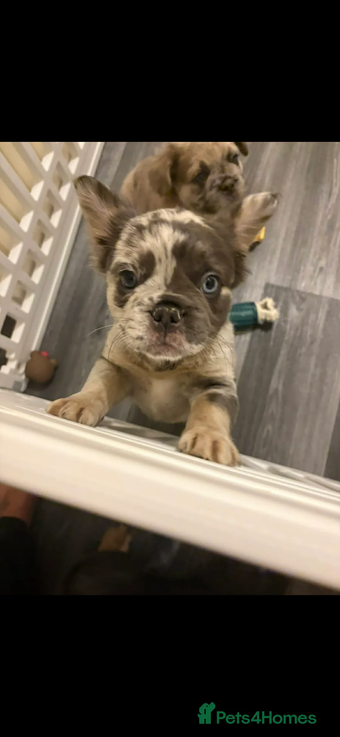 French Bulldog dogs for sale: Female fluffy frenchie  - Advert 1