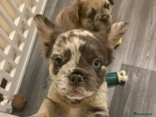 French Bulldog dogs Female fluffy frenchie - Advert 14