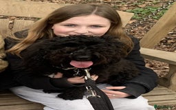 Cockapoo dogs for sale: 2 Year old female Cockapoo looking for a new home. - Image 7