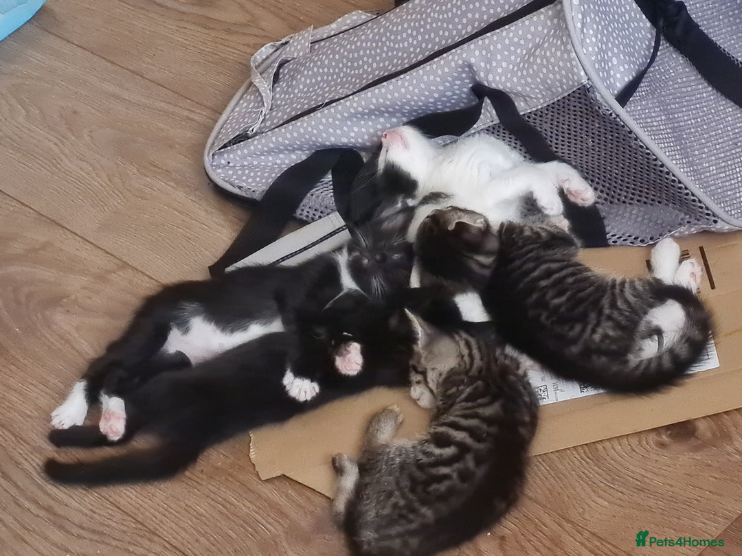 European cats for sale: 6 Kittens ready to find their new homes!! - Image 1